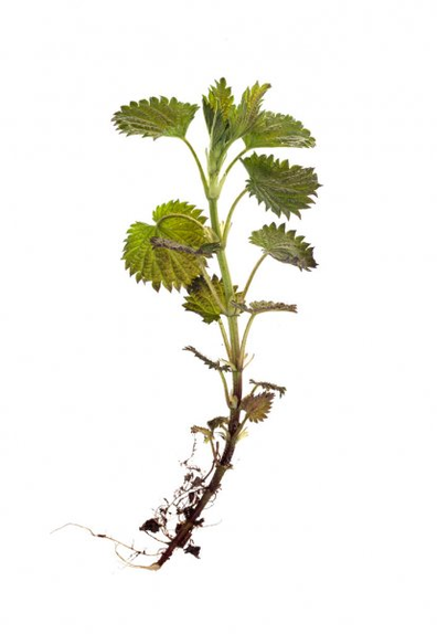 Nettle rod - a component of the TestoUltra formula