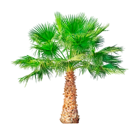 Saw palm (dwarf palm) is a component of TestoUltra