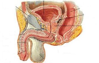 The location of the JI point of men