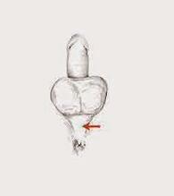 potency muscles and their tensions to increase strength